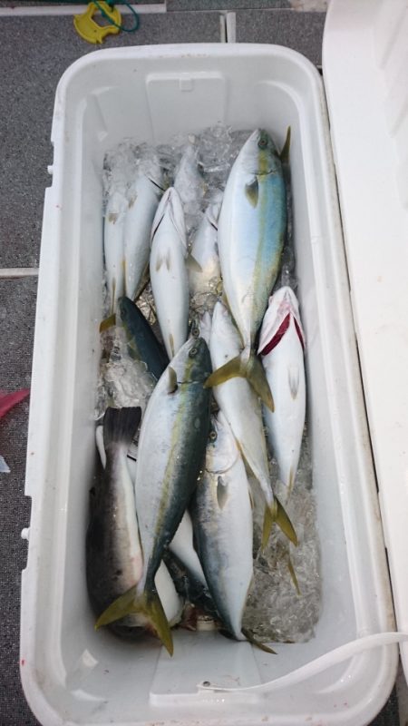 ARCADIAⅡ (アルカディアⅡ) 釣果