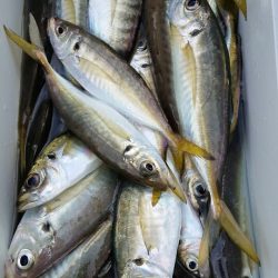 金沢八景鴨下丸 釣果