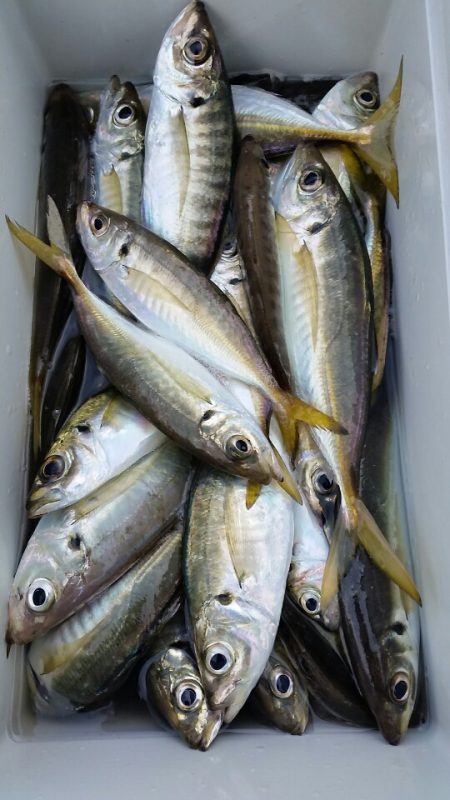 金沢八景鴨下丸 釣果