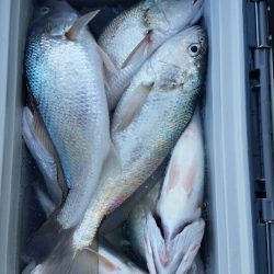 金沢八景鴨下丸 釣果