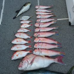 ARCADIAⅡ （アルカディアⅡ） 釣果