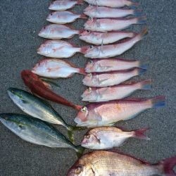 ARCADIAⅡ (アルカディアⅡ) 釣果