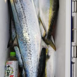 第二龍勢丸 釣果