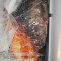 第二龍勢丸 釣果