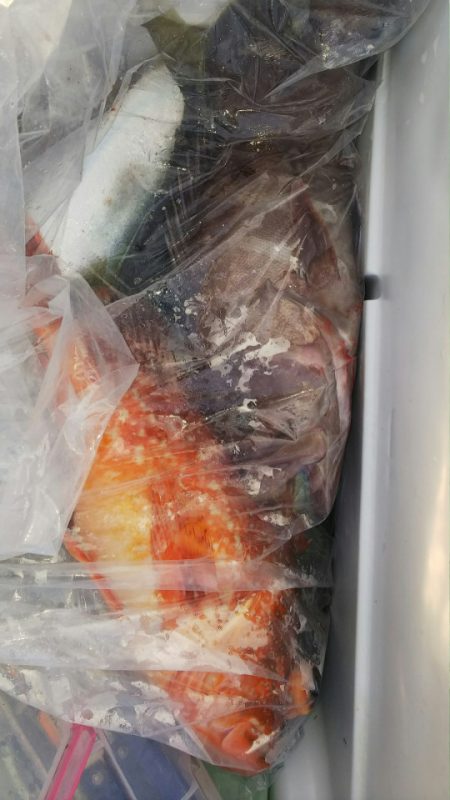 第二龍勢丸 釣果