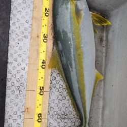 第二龍勢丸 釣果