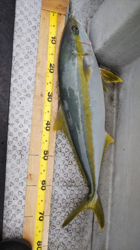 第二龍勢丸 釣果