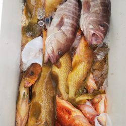 第二龍勢丸 釣果