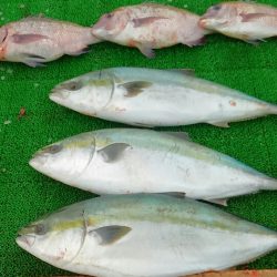 海の釣堀 海恵 釣果