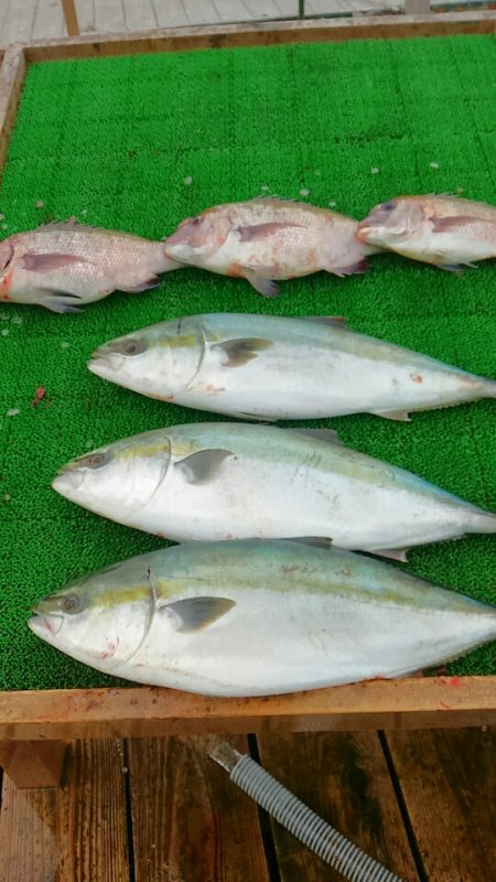 海の釣堀 海恵 釣果