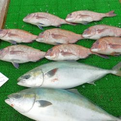 海の釣堀 海恵 釣果