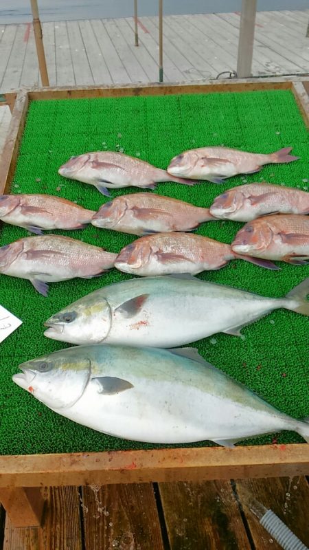海の釣堀 海恵 釣果