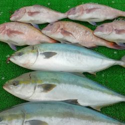 海の釣堀 海恵 釣果