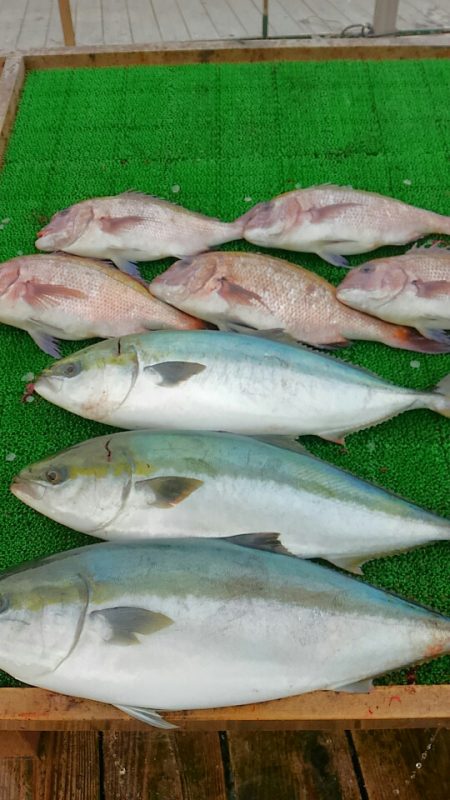 海の釣堀 海恵 釣果