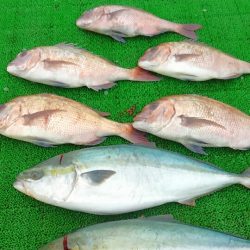 海の釣堀 海恵 釣果