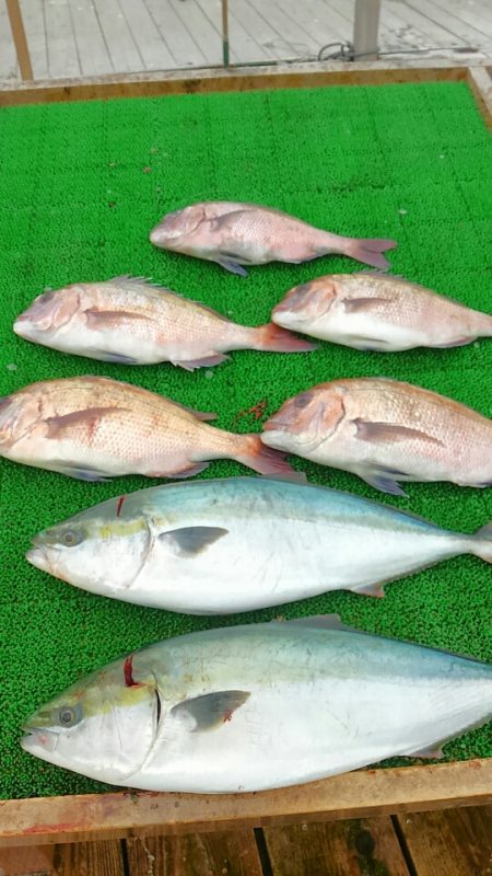 海の釣堀 海恵 釣果