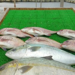海の釣堀 海恵 釣果
