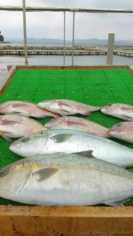 海の釣堀 海恵 釣果