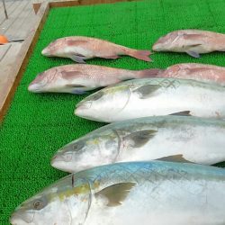 海の釣堀 海恵 釣果