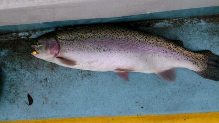 としまえんフィッシングエリア 釣果