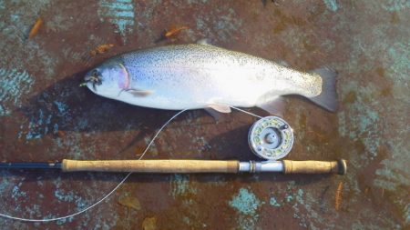 としまえんフィッシングエリア 釣果