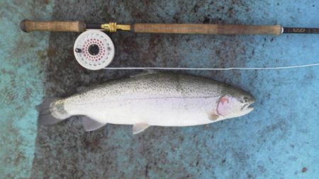 としまえんフィッシングエリア 釣果