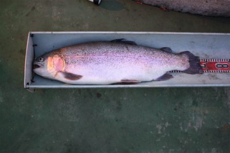 としまえんフィッシングエリア 釣果