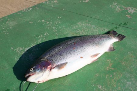 としまえんフィッシングエリア 釣果