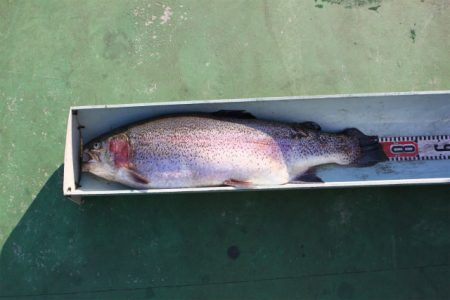 としまえんフィッシングエリア 釣果