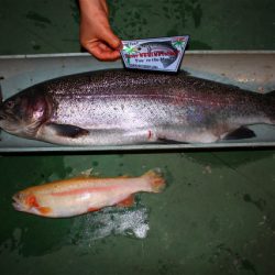 としまえんフィッシングエリア 釣果