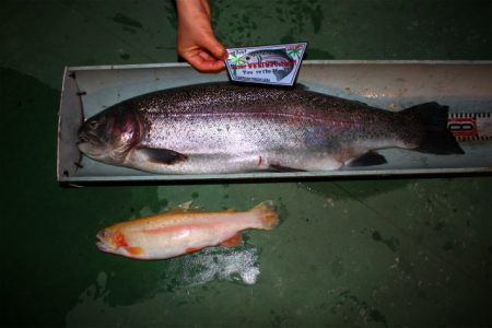 としまえんフィッシングエリア 釣果