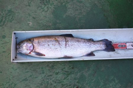 としまえんフィッシングエリア 釣果