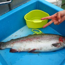 としまえんフィッシングエリア 釣果
