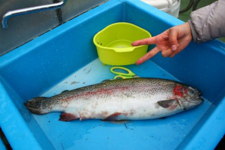 としまえんフィッシングエリア 釣果