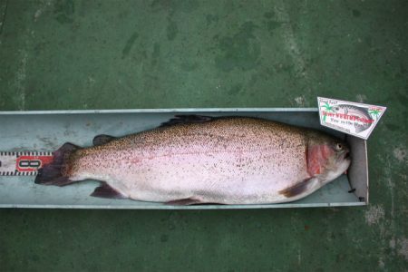 としまえんフィッシングエリア 釣果