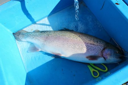 としまえんフィッシングエリア 釣果