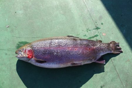 としまえんフィッシングエリア 釣果