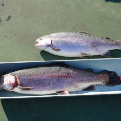 としまえんフィッシングエリア 釣果