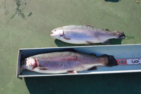 としまえんフィッシングエリア 釣果