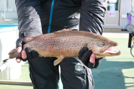 としまえんフィッシングエリア 釣果