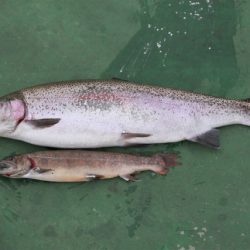 としまえんフィッシングエリア 釣果