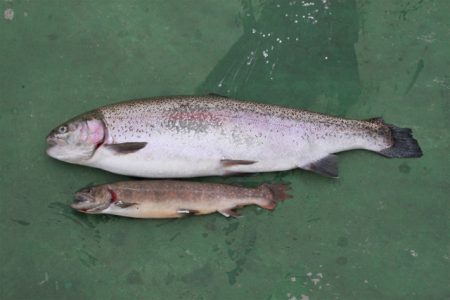 としまえんフィッシングエリア 釣果