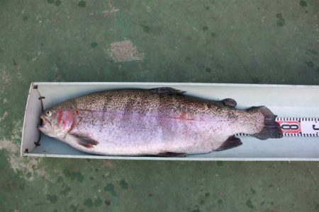 としまえんフィッシングエリア 釣果