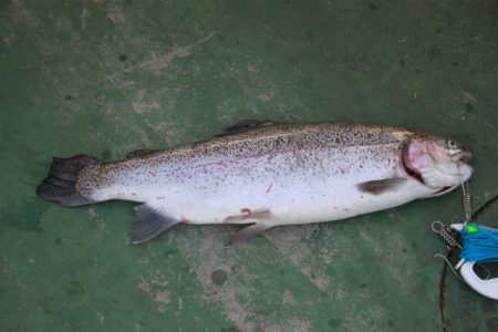 としまえんフィッシングエリア 釣果