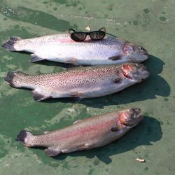 としまえんフィッシングエリア 釣果