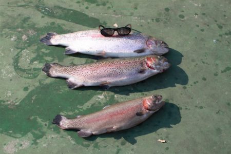 としまえんフィッシングエリア 釣果