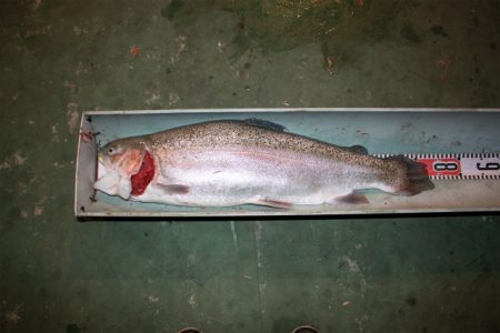 としまえんフィッシングエリア 釣果