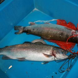 としまえんフィッシングエリア 釣果