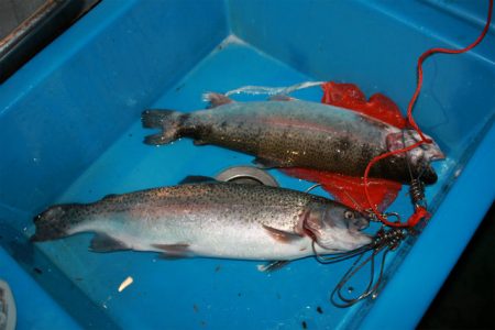 としまえんフィッシングエリア 釣果