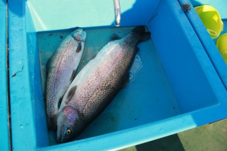 としまえんフィッシングエリア 釣果